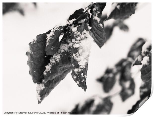 Snow on Wilted Leaves Print by Dietmar Rauscher