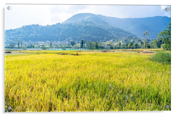 paddy farmland Acrylic by Ambir Tolang