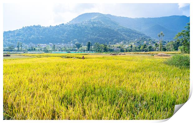 paddy farmland Print by Ambir Tolang