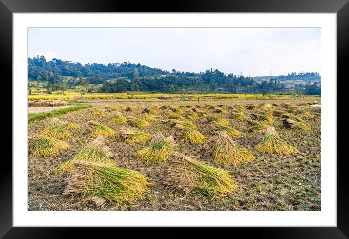 paddy corp farmland Framed Mounted Print by Ambir Tolang