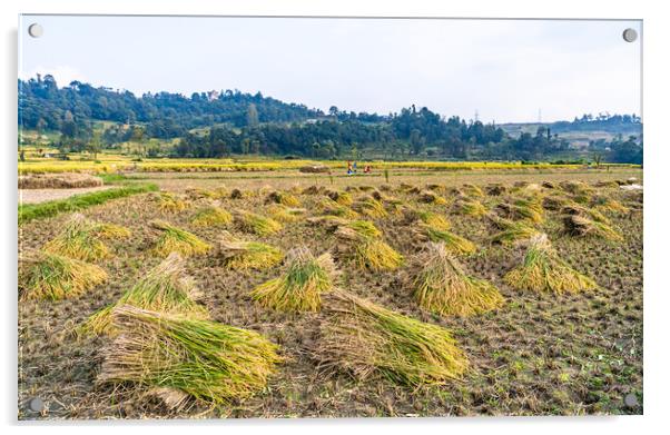 paddy corp farmland Acrylic by Ambir Tolang