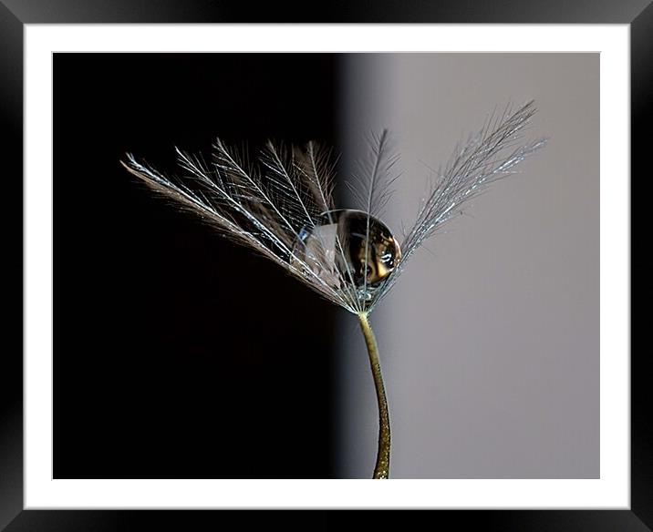 Relaxation of a Water droplet on a single dandelio Framed Mounted Print by Maggie Bajada