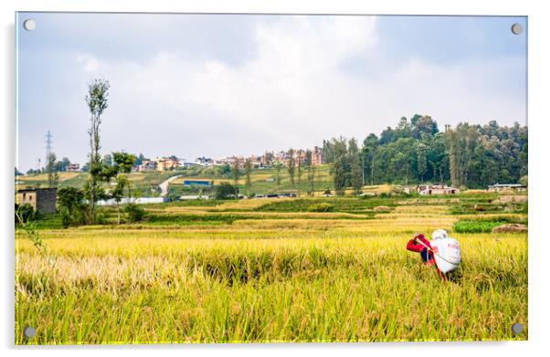beautiful landscape view of paddy farmland Acrylic by Ambir Tolang