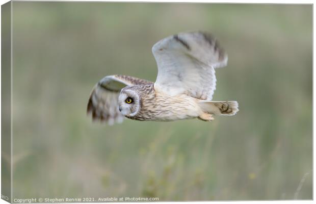 Short-eared owl fly past Canvas Print by Stephen Rennie