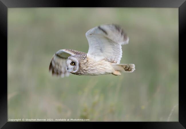 Short-eared owl fly past Framed Print by Stephen Rennie