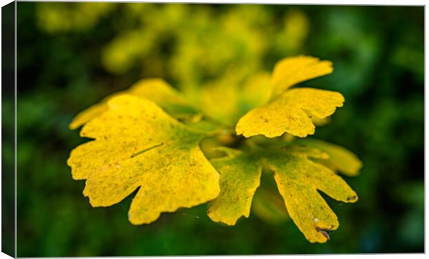 colorful  yellow leaf in autumn season Canvas Print by Ambir Tolang