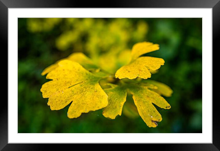 colorful  yellow leaf in autumn season Framed Mounted Print by Ambir Tolang