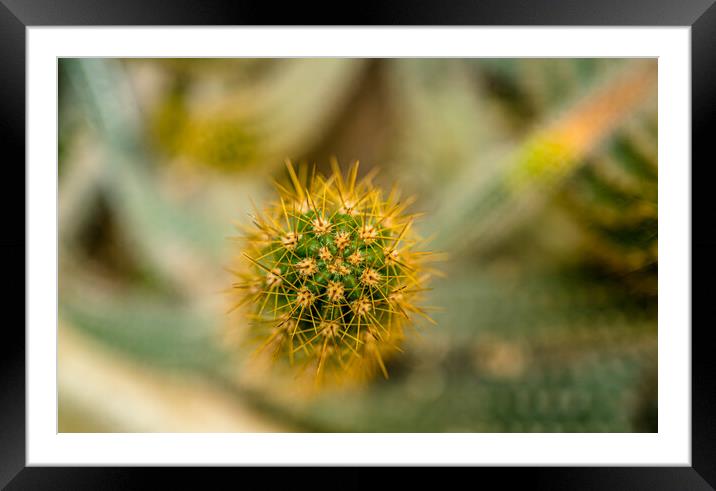 beautiful cactus plant  Framed Mounted Print by Ambir Tolang