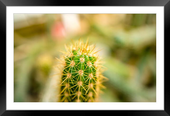 beautiful cactus plant  Framed Mounted Print by Ambir Tolang