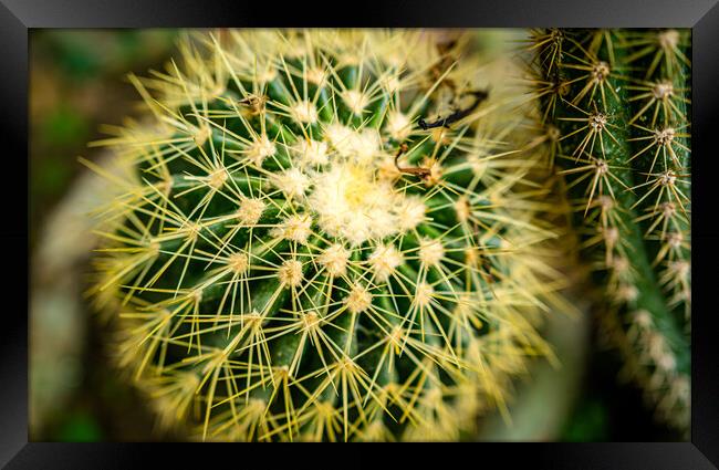 beautiful cactus plant  Framed Print by Ambir Tolang