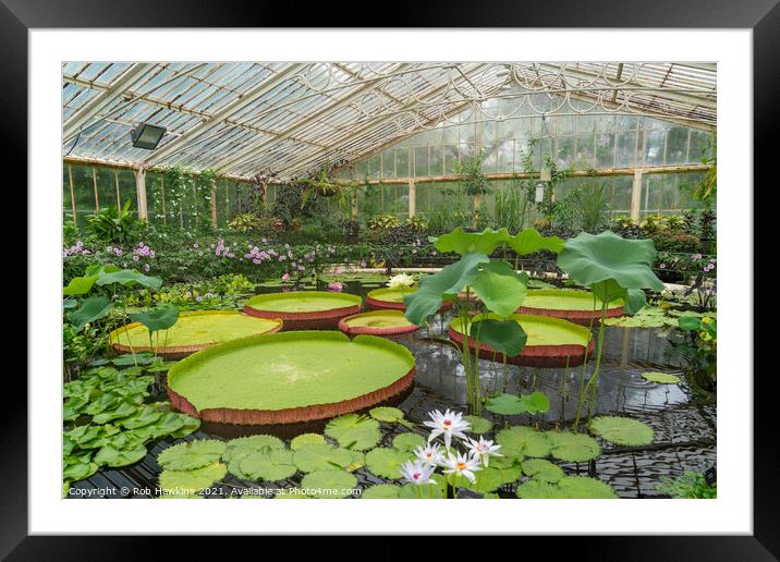 Giant lily Pads  Framed Mounted Print by Rob Hawkins