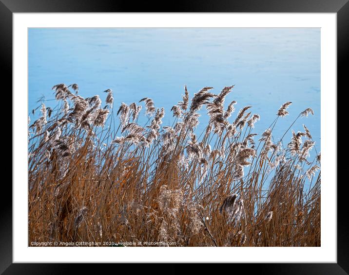 Flowering reeds in a gentle breeze beside a pond Framed Mounted Print by Angela Cottingham