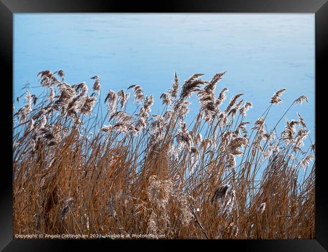 Flowering reeds in a gentle breeze beside a pond Framed Print by Angela Cottingham