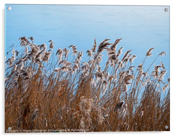 Flowering reeds in a gentle breeze beside a pond Acrylic by Angela Cottingham
