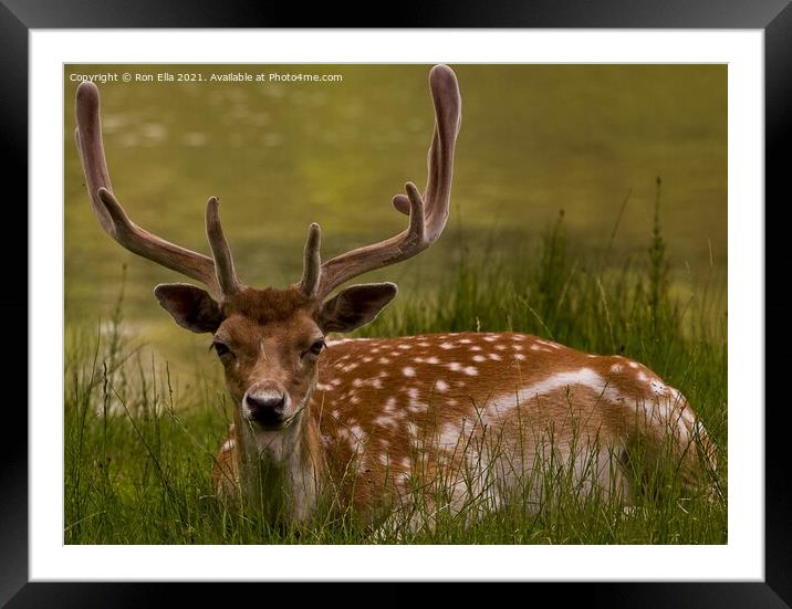 Peaceful Deer Soaking up Sunlight Framed Mounted Print by Ron Ella