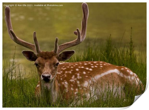 Peaceful Deer Soaking up Sunlight Print by Ron Ella
