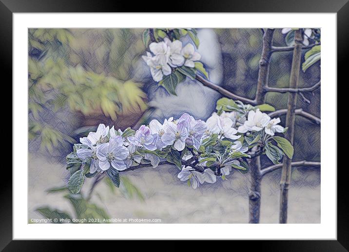 APPLE BLOSSOM 3 Framed Mounted Print by Philip Gough