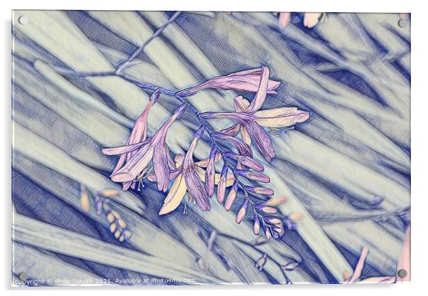 SCABIA FLOWER Acrylic by Philip Gough