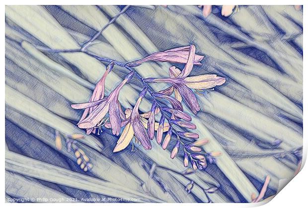 SCABIA FLOWER Print by Philip Gough