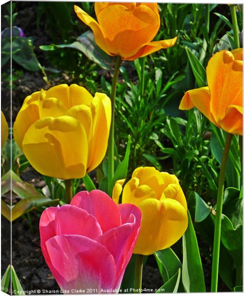 tulips in bloom Canvas Print by Sharon Lisa Clarke