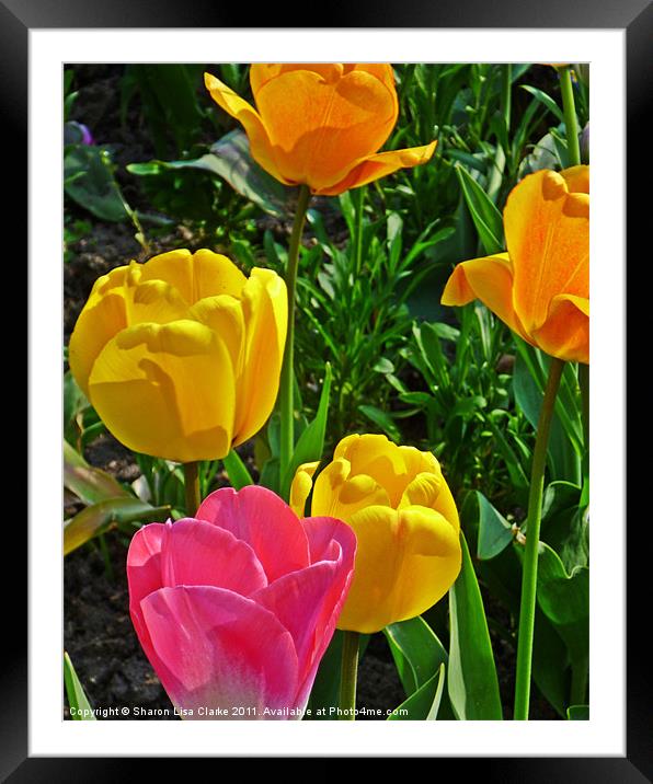 tulips in bloom Framed Mounted Print by Sharon Lisa Clarke