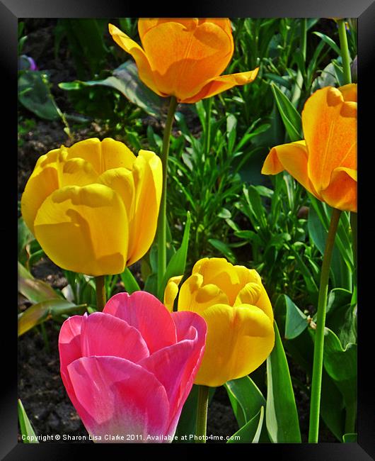 tulips in bloom Framed Print by Sharon Lisa Clarke