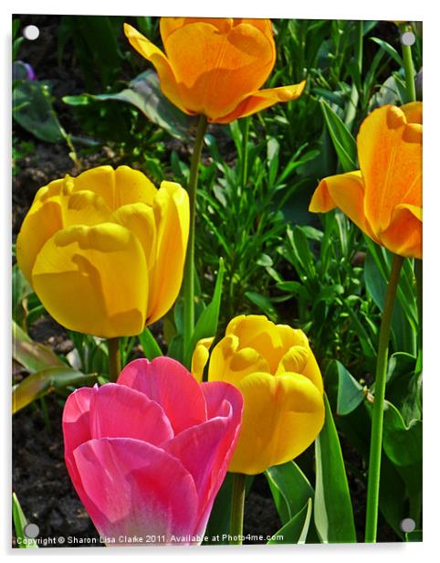 tulips in bloom Acrylic by Sharon Lisa Clarke