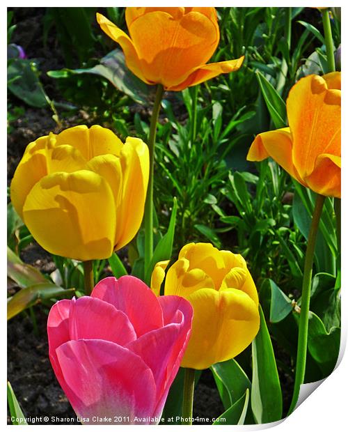 tulips in bloom Print by Sharon Lisa Clarke