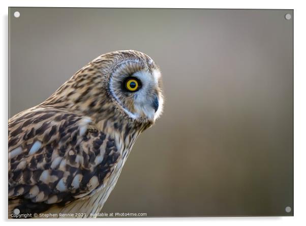 Short-eared owl head portrait  Acrylic by Stephen Rennie