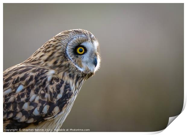 Short-eared owl head portrait  Print by Stephen Rennie