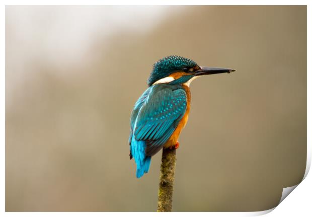 Kingfisher portrait Print by Elzbieta Sosnowski