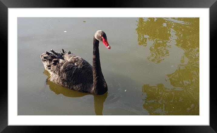 Black Swan Framed Mounted Print by HELEN PARKER