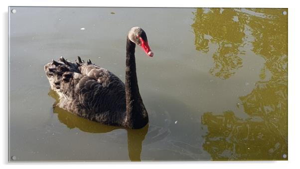 Black Swan Acrylic by HELEN PARKER