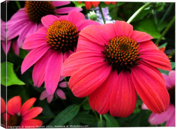 Vibrant Red Coneflower Trio Canvas Print by Deanne Flouton