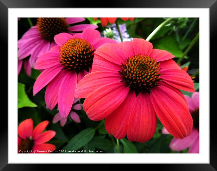 Vibrant Red Coneflower Trio Framed Mounted Print by Deanne Flouton
