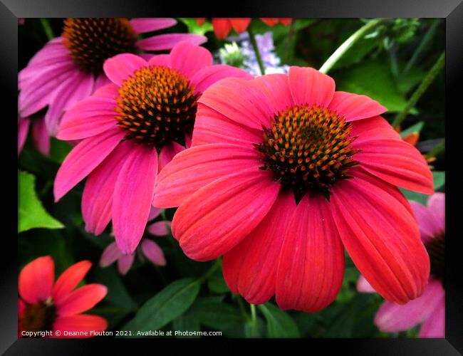 Vibrant Red Coneflower Trio Framed Print by Deanne Flouton