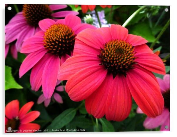 Vibrant Red Coneflower Trio Acrylic by Deanne Flouton