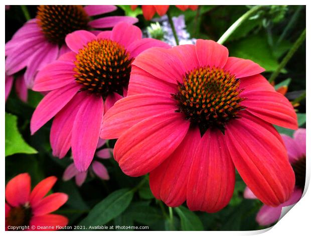 Vibrant Red Coneflower Trio Print by Deanne Flouton