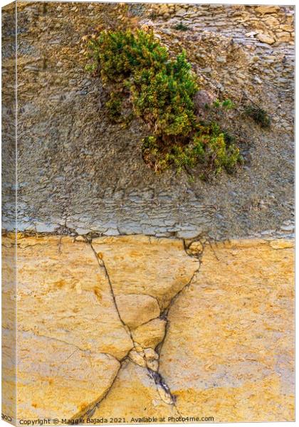 Artistic Rock of Limestone and Earth. Canvas Print by Maggie Bajada
