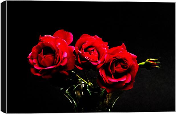 Darkened Pink Roses Canvas Print by Steve Purnell