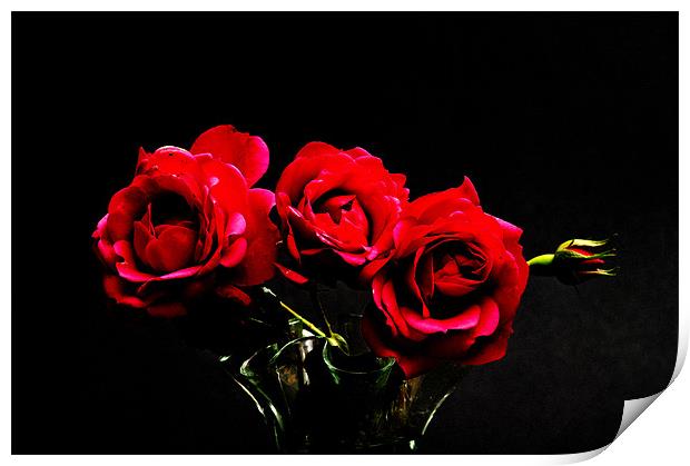 Darkened Pink Roses Print by Steve Purnell