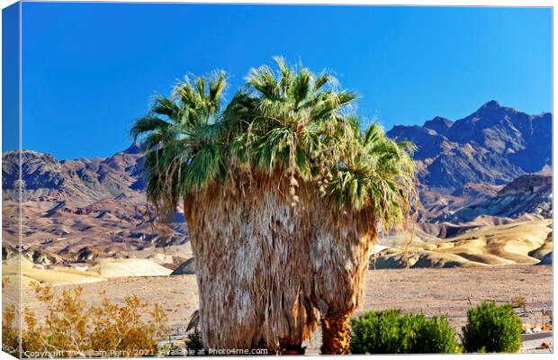 Palm Tree Canyon Desert Death Valley National Park California Canvas Print by William Perry