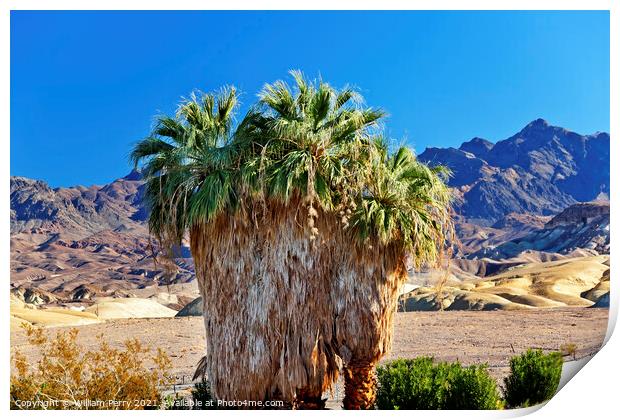 Palm Tree Canyon Desert Death Valley National Park California Print by William Perry
