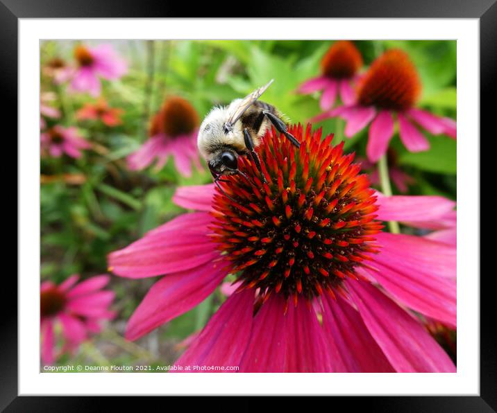 Buzzing Beauty Framed Mounted Print by Deanne Flouton