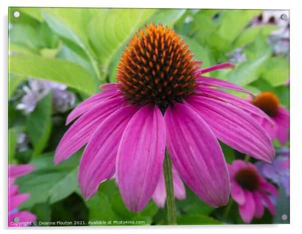 Stunning  Magenta Coneflower Acrylic by Deanne Flouton