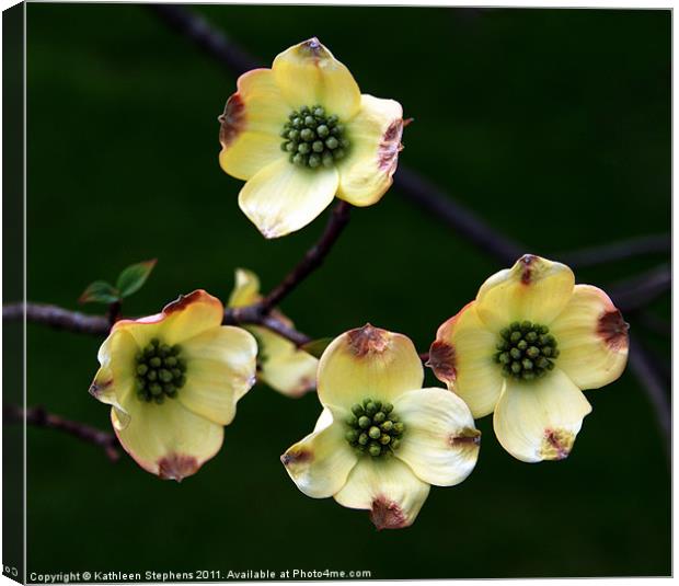 Dogwood Blossoms Canvas Print by Kathleen Stephens