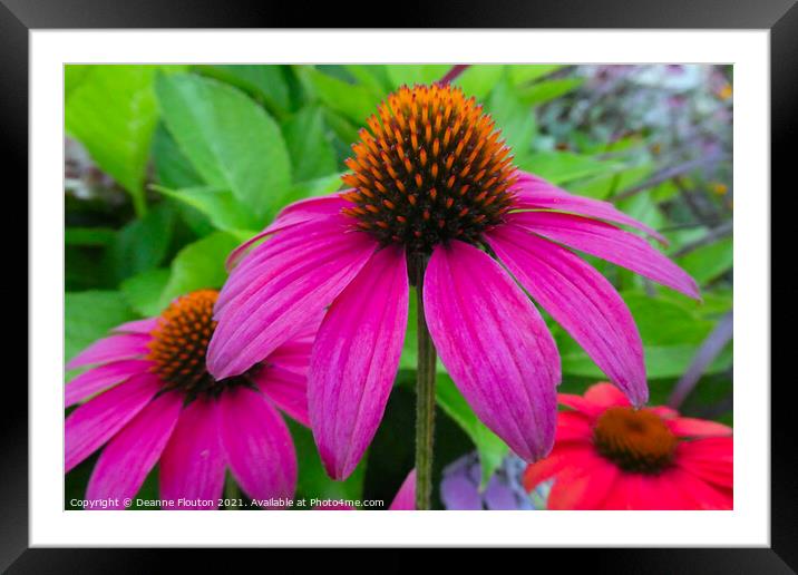 Explosive Magenta Beauty Framed Mounted Print by Deanne Flouton