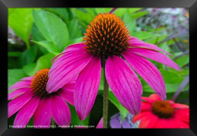 Explosive Magenta Beauty Framed Print by Deanne Flouton