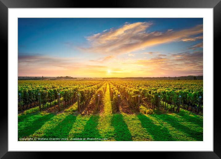 Bolgheri vineyards at sunset. Tuscany Framed Mounted Print by Stefano Orazzini