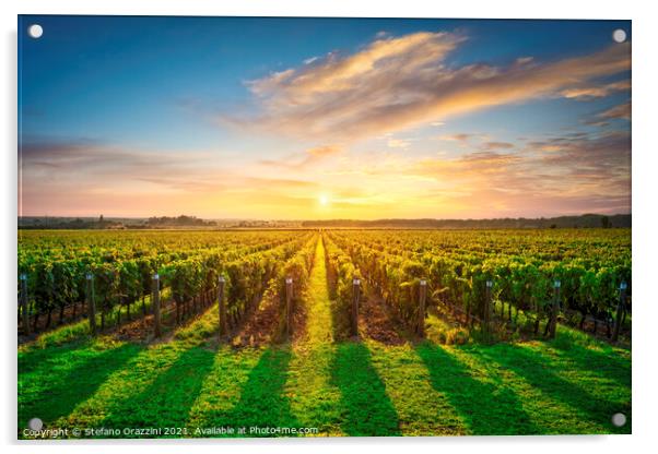 Bolgheri vineyards at sunset. Tuscany Acrylic by Stefano Orazzini
